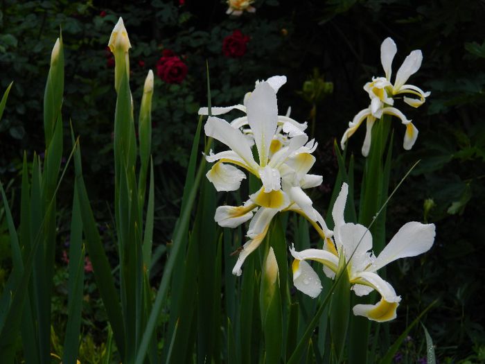 DSCN9228 - MAI_2_2014