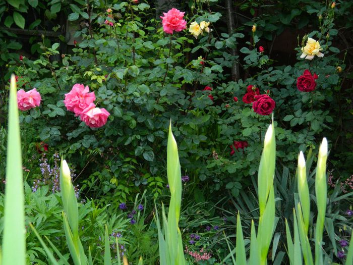 DSCN9230 - MAI_2_2014