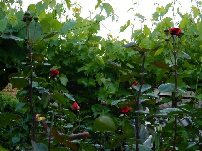 DSCN9233 - MAI_2_2014