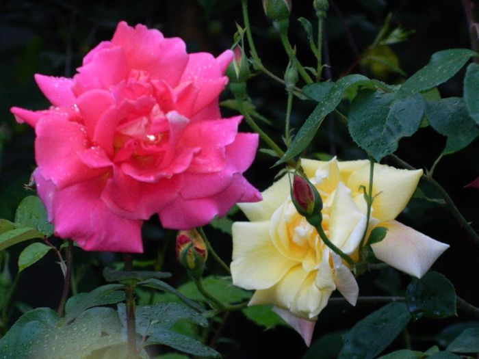 DSCN9236 - MAI_2_2014