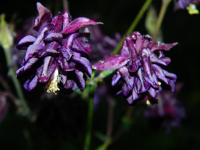 DSCN9246 - MAI_2_2014