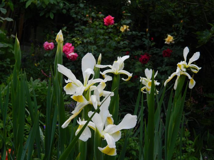 DSCN9247 - MAI_2_2014