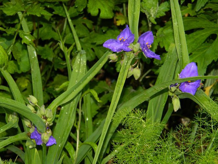 DSCN9248 - MAI_2_2014