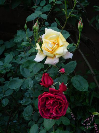 DSCN9249 - MAI_2_2014