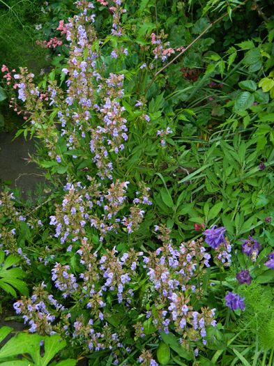 DSCN9252 - MAI_2_2014