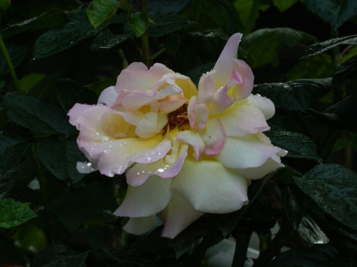 DSCN9254 - MAI_2_2014