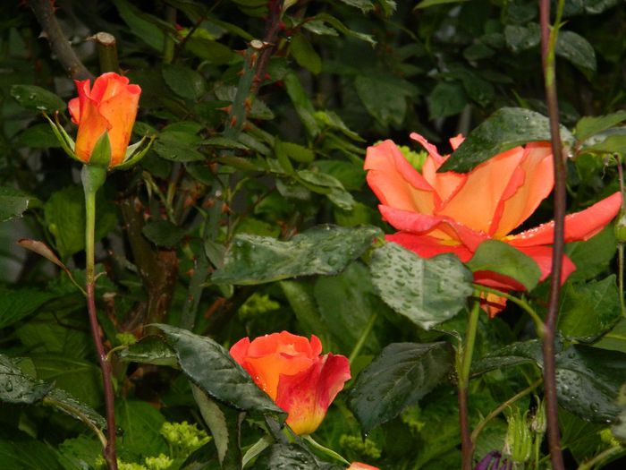 DSCN9257 - MAI_2_2014