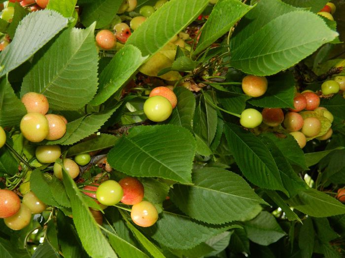 DSCN9261 - MAI_2_2014