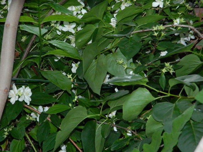 DSCN9262 - MAI_2_2014