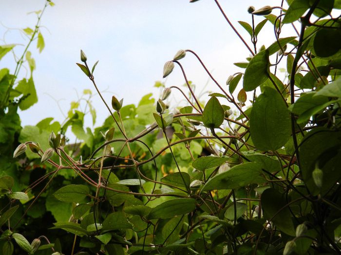 DSCN9267 - MAI_2_2014