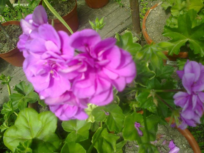  - A-Flori 2014