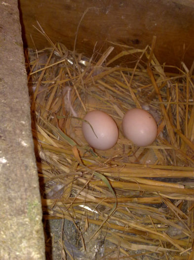 oua voiajori - voliera mea