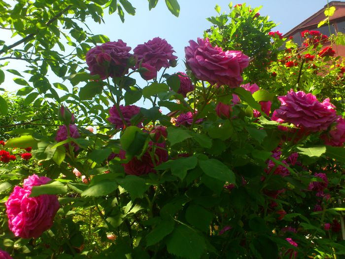 DSC_5621 - TRANDAFIRI 2014