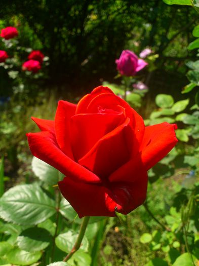 Queen of bermuda - TRANDAFIRI 2014