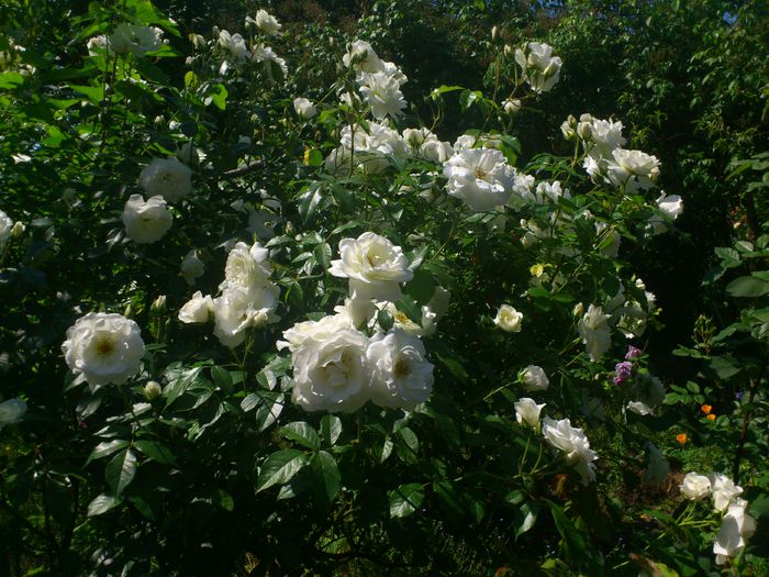 DSC_5604 - TRANDAFIRI 2014