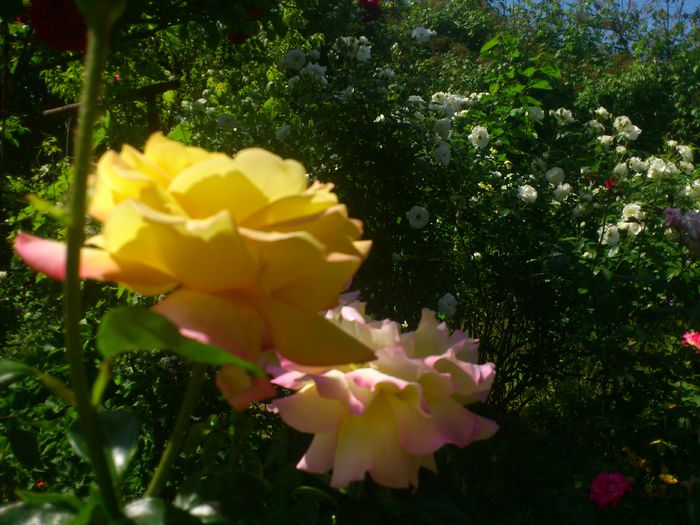 DSC_5603 - TRANDAFIRI 2014