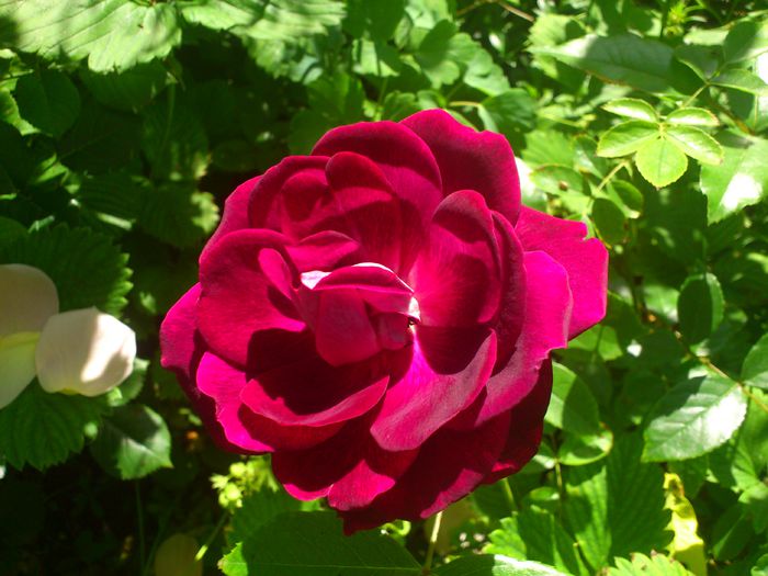 burgundy ice - TRANDAFIRI 2014
