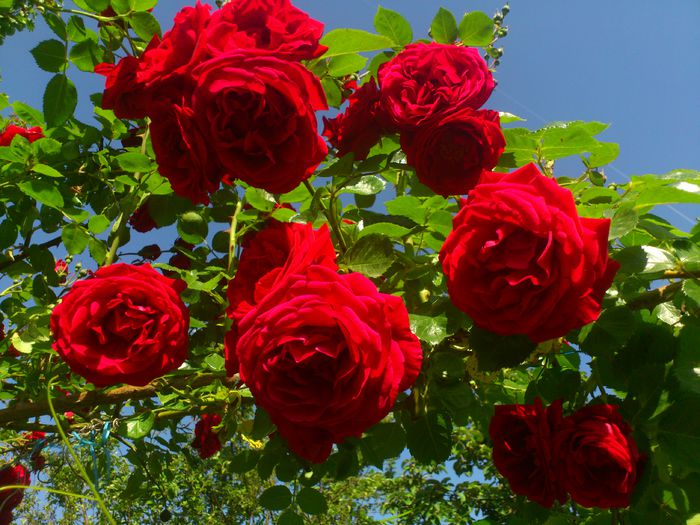 DSC_5580 - TRANDAFIRI 2014