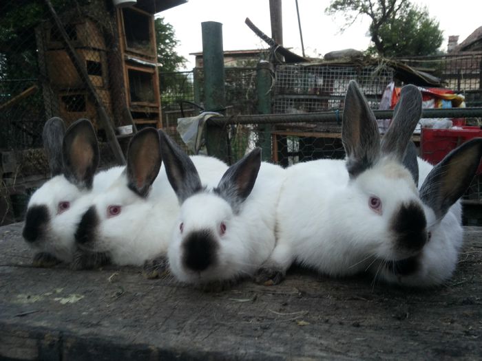 20140525_205212 - din o3 2014