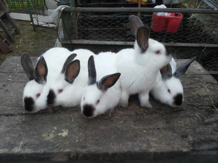 20140525_205205 - din o3 2014