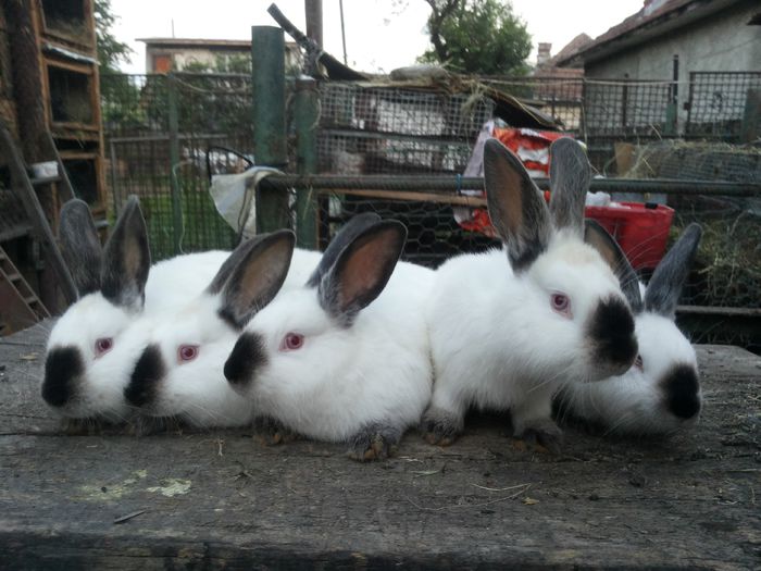 femele 10sapt. - din o3 2014