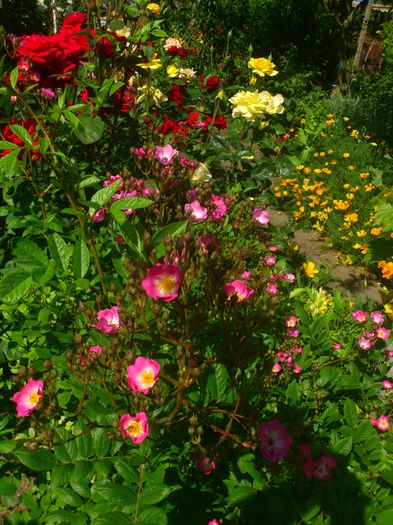 DSC_5578 - TRANDAFIRI 2014