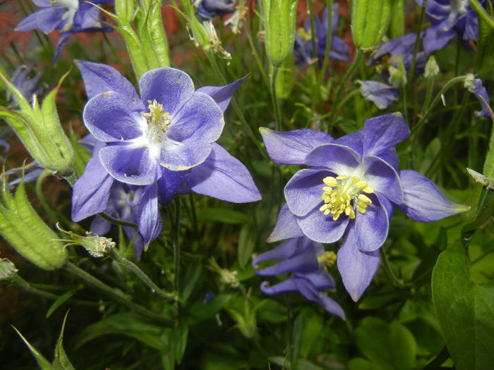Aquilegia Blue (2014, May 18)