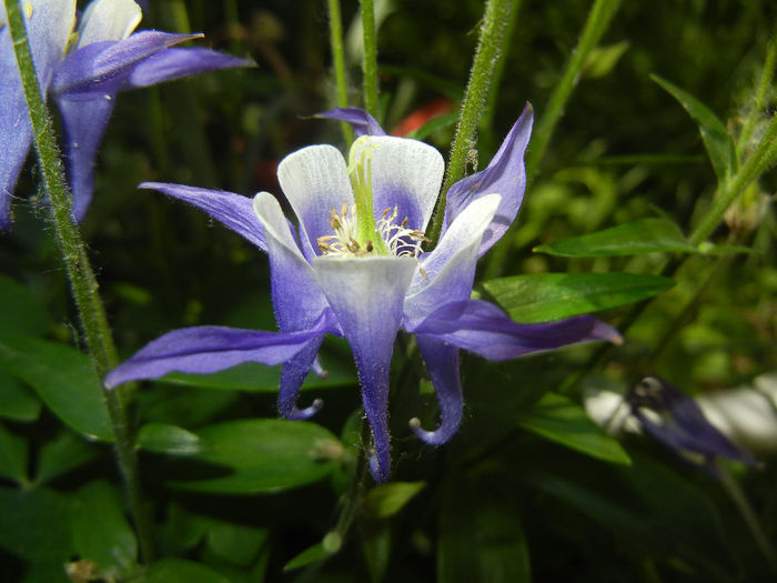 Aq. Winky Blue & White (2014, May 13) - Aquilegia Winky Blue White
