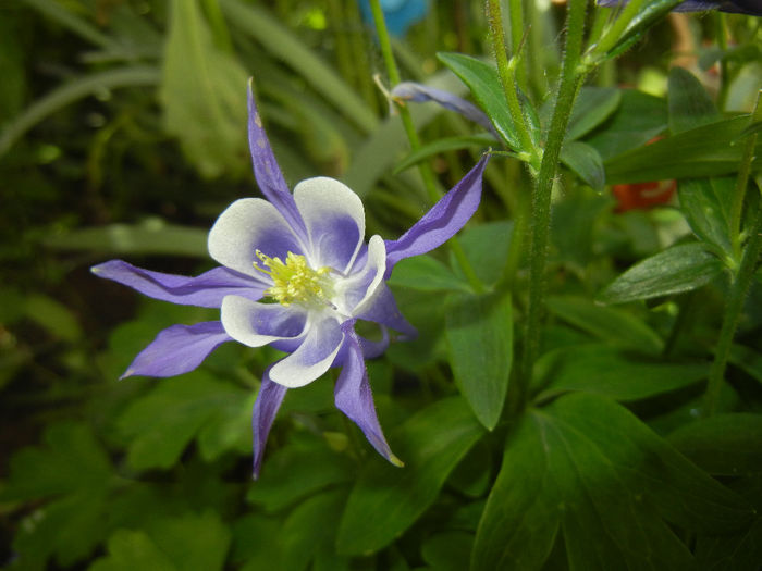 Aq. Winky Blue & White (2014, May 13) - Aquilegia Winky Blue White