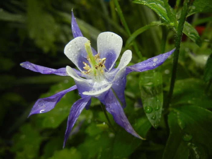 Aq. Winky Blue & White (2014, May 16) - Aquilegia Winky Blue White