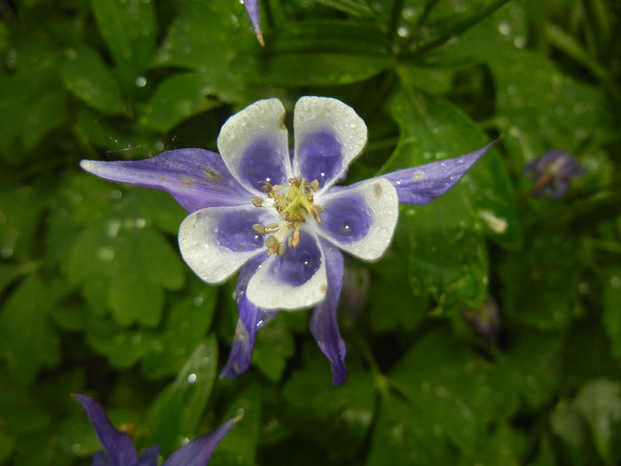 Aq. Winky Blue & White (2014, May 16) - Aquilegia Winky Blue White