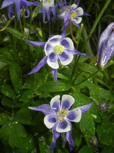 Aq. Winky Blue & White (2014, May 16) - Aquilegia Winky Blue White