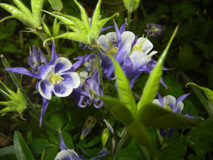 Aq. Winky Blue & White (2014, May 16) - Aquilegia Winky Blue White