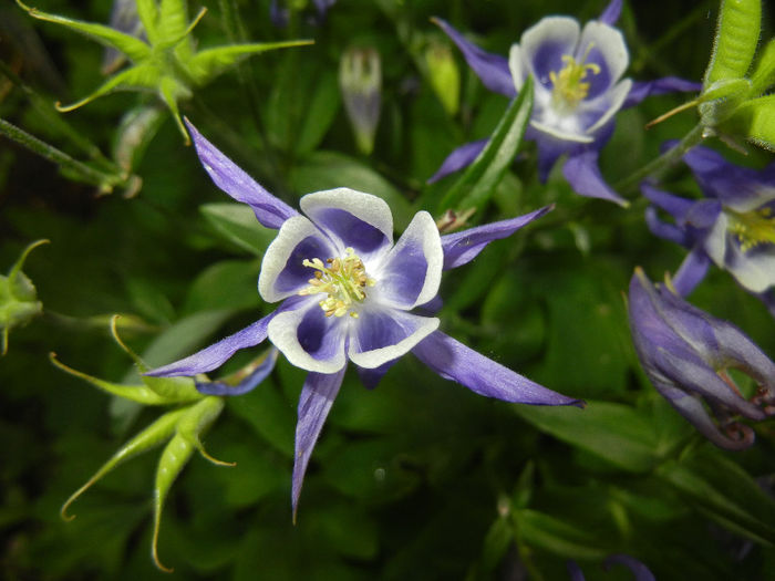 Aq. Winky Blue & White (2014, May 16) - Aquilegia Winky Blue White