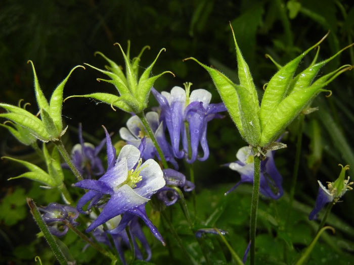 Aq. Winky Blue & White (2014, May 16) - Aquilegia Winky Blue White