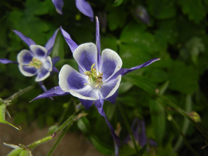 Aq. Winky Blue & White (2014, May 16) - Aquilegia Winky Blue White