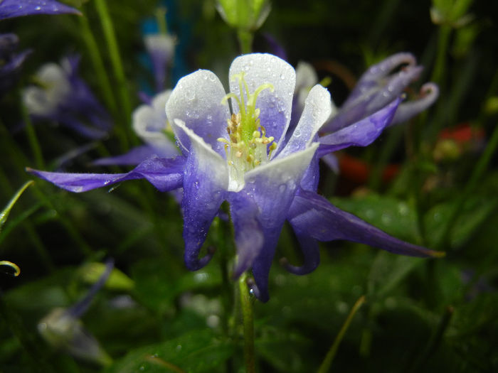 Aq. Winky Blue & White (2014, May 16) - Aquilegia Winky Blue White