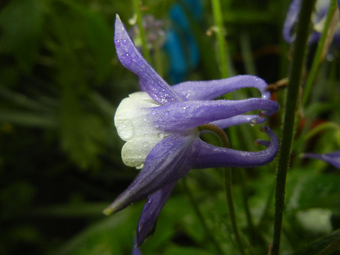 Aq. Winky Blue & White (2014, May 16) - Aquilegia Winky Blue White