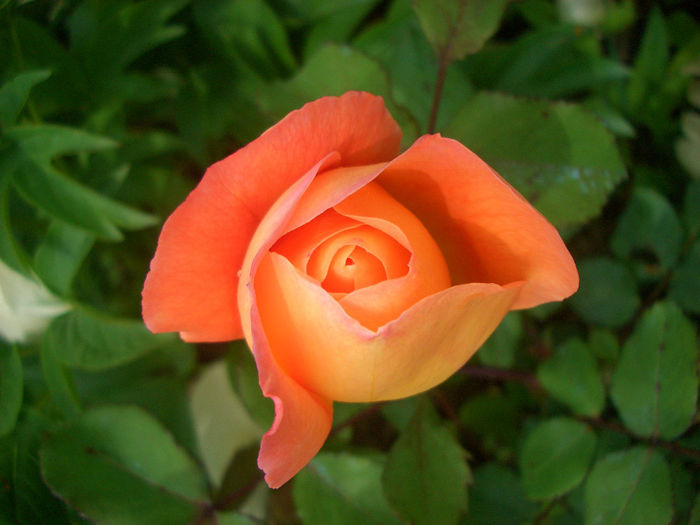 'Belvedere®' • Rick Stein • Rikita ® • RT 96-205 • Tan96205; Hybrid Tea, Shrub.  Bred by Hans Jürgen Evers (Germany, 1996)
