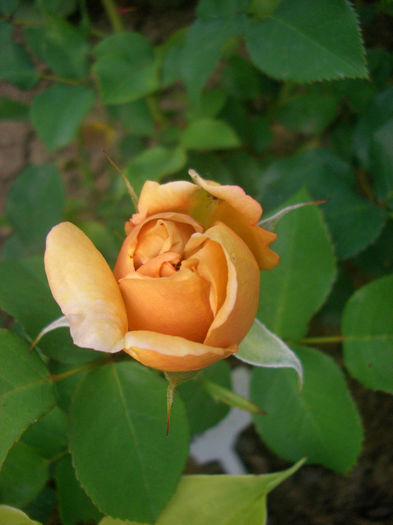 'Café'; Floribunda.  Bred by Reimer Kordes (Germany, 1956).
