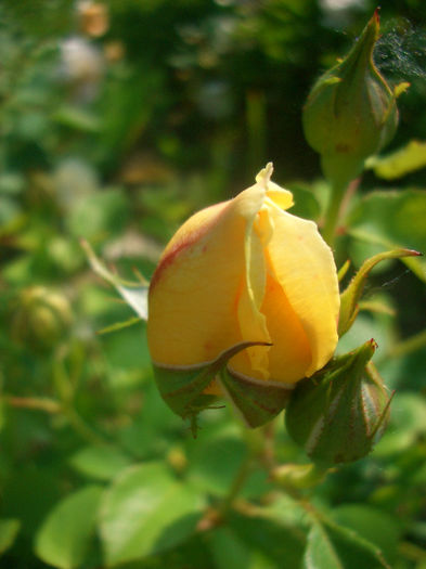 'Charlotte' • AUSpoly • Elgin Festival; Shrub.  English Rose Collection.  Bred by David Austin (United Kingdom, before 1992).
