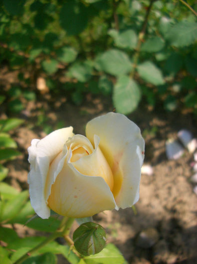 CIMG9368