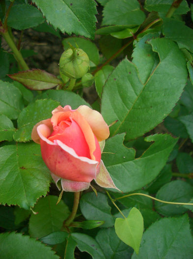 'Chippendale ®' • Ali Man • Ali Mau • Duchess of Cornwall • Music Hall ® • Tan97159; Shrub. Bred by Hans Jürgen Evers (Germany, 2005).
