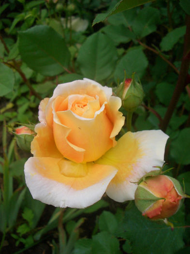 'Crown Princess Margareta'• AUSwinter; Shrub.  English Rose Collection.  Bred by David Austin (United Kingdom, 1991).
