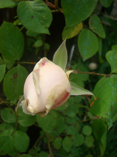 'Gloire de Dijon' • Glory John • Old Glory; Noisette, Tea Noisette, Tea, Cl..  Bred by Henri Jacotot (France, 1850).
