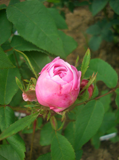 'Jacques Cartier' • Marchesa Boccella • Marquise Boccella; Damask Perpetual, Hybrid Perpetual, Portland.  Bred by Jean Desprez (France, 1842). Bred by Robert and Moreau (France, 1868).
