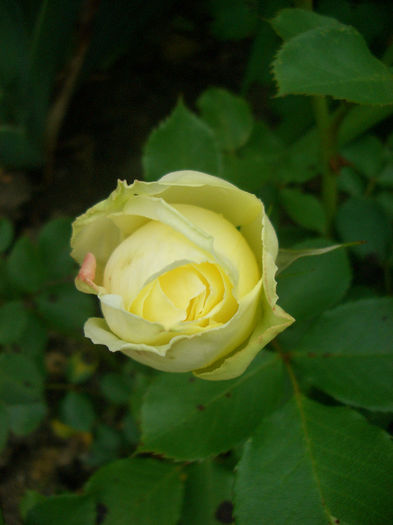 'Kronprinsesse Mary Castle' • Poulcas018; Floribunda.  Castle ® Collection.  Bred by L. Pernille Olesen (Denmark). Bred by Mogens Nyegaard Olesen (Denmark).
