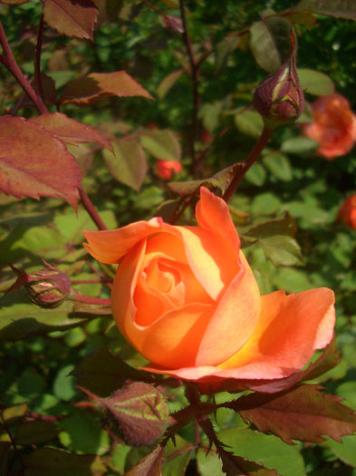 'Lady Emma Hamilton'• AUSbrother; Shrub.  English Rose Collection.  Bred by David Austin (United Kingdom, 2005).
