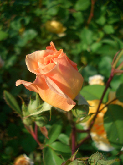 'Leander' • AUSlea • Lovely Apricot; Shrub.  English Rose Collection.  Bred by David Austin (United Kingdom, 1982).
