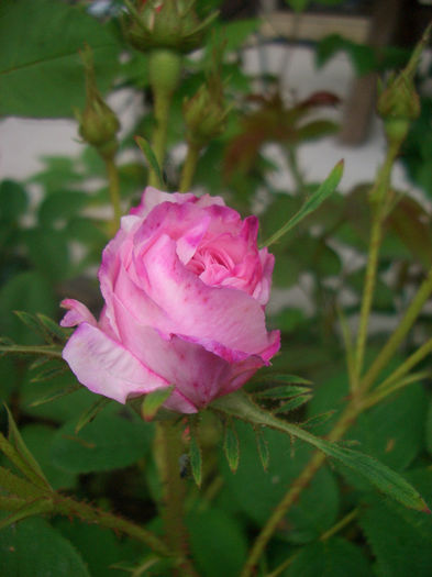 'Léda' • Painted Belgic • Painted Damask • White Léda; Damask.  Bred by Unknown English Breeder(s) (United Kingdom, before 1827).

